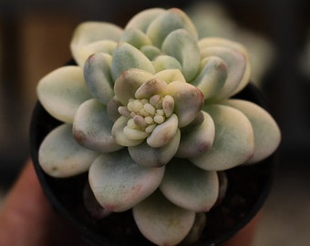 May include: A close-up of a succulent plant with light green, fleshy leaves arranged in a rosette shape. The leaves have a slightly pink hue and are clustered around a central point.