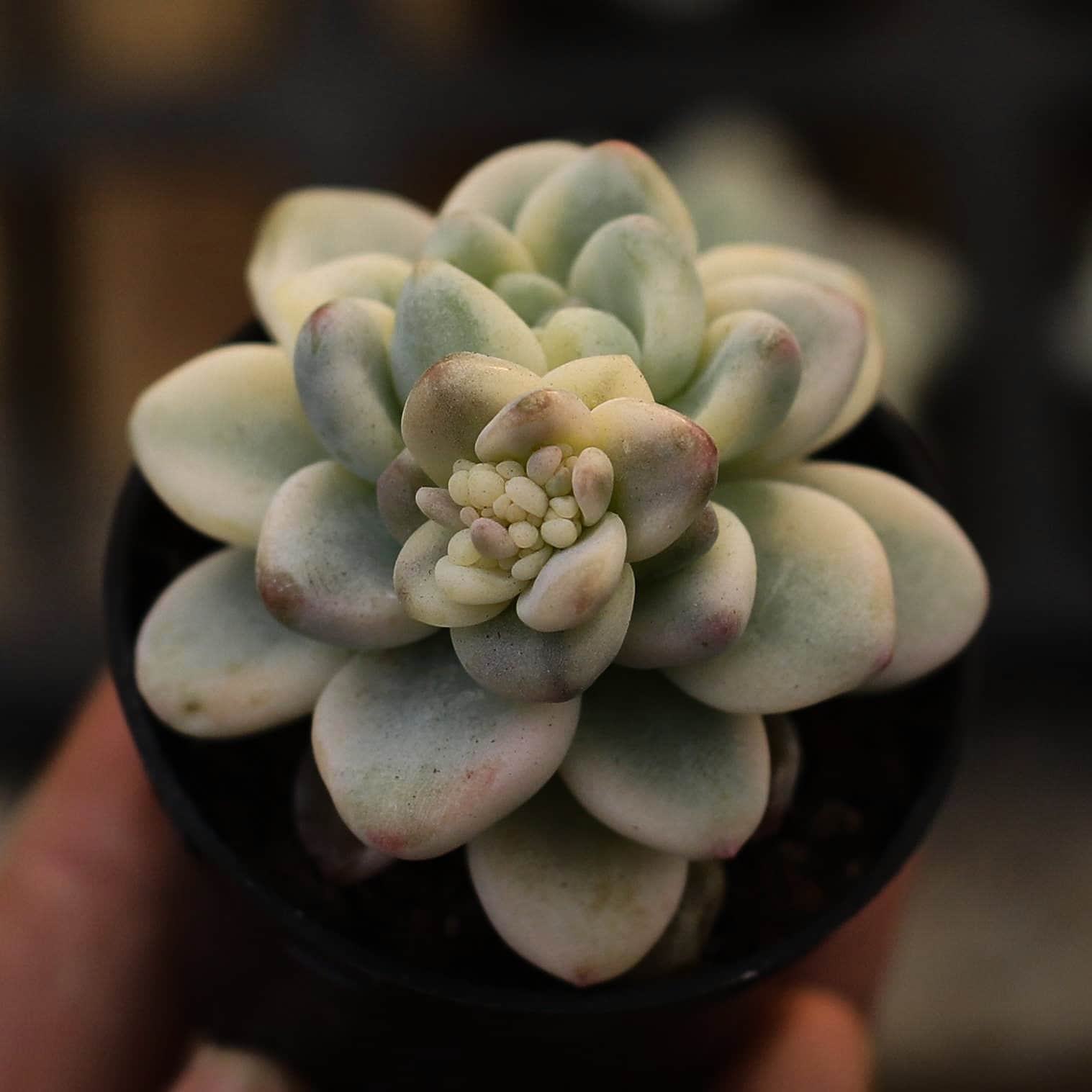 Variegated sedum - Etsy 日本
