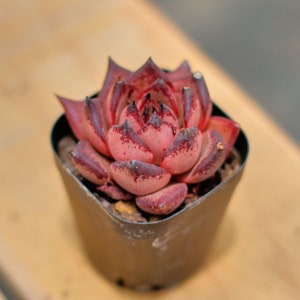 Echeveria Agavoides Romeo Rubin,Succulent Plant,Succulent Gifts