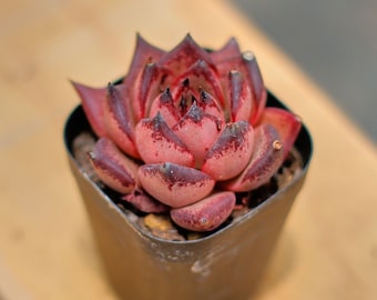Echeveria Agavoides Romeo Rubin,Planta Suculenta,Regalos Suculentos