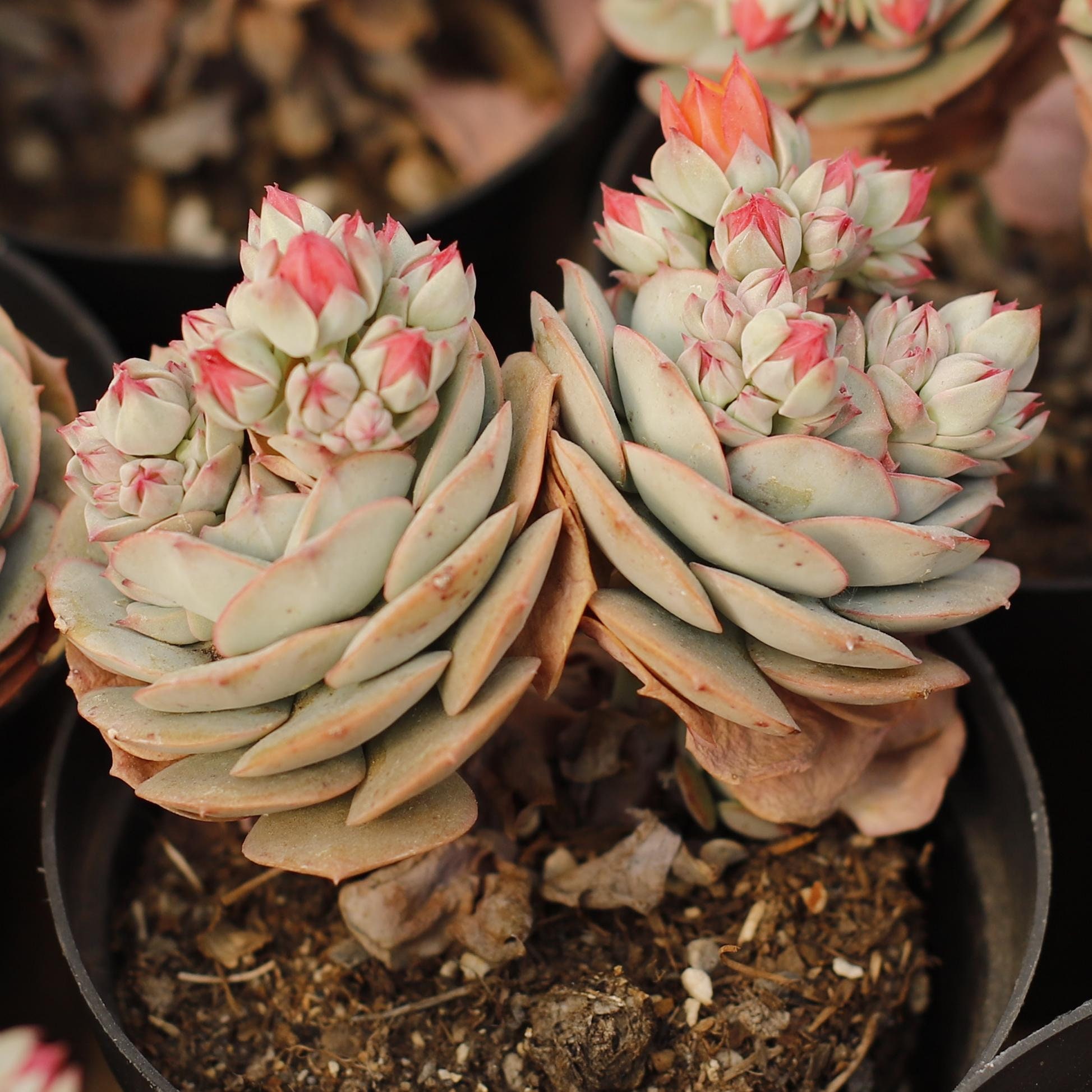 Echeveria Claudia,succulent Plant,succulent Gifts - Etsy