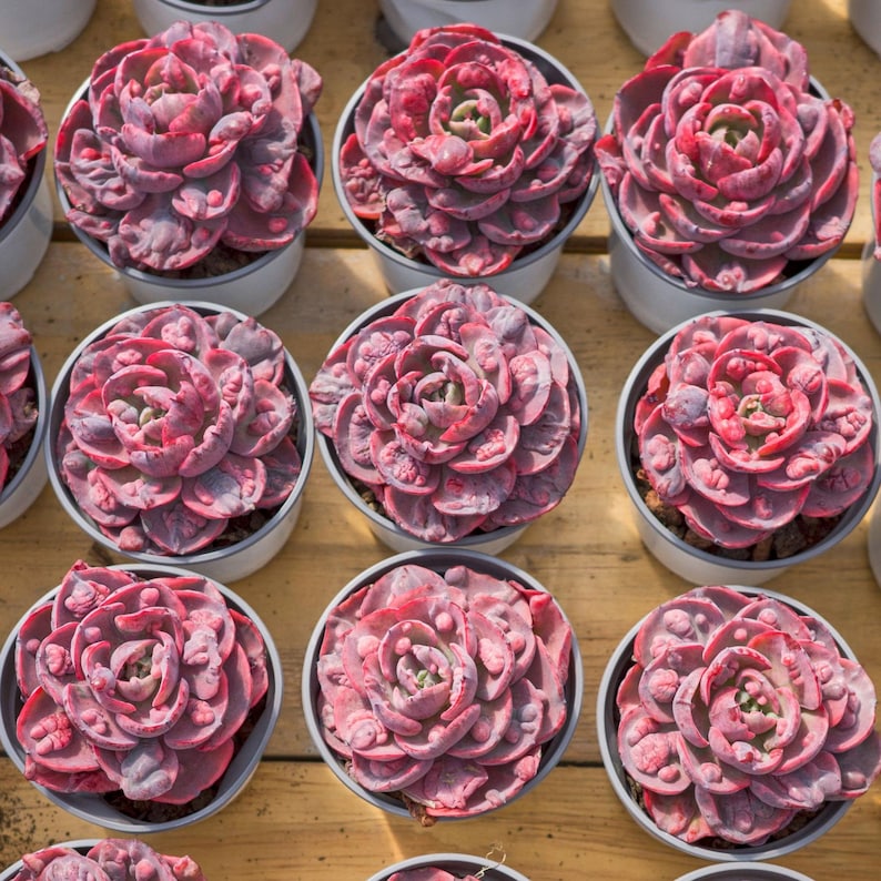 HappyStoreALL Echeveria Rain Drop