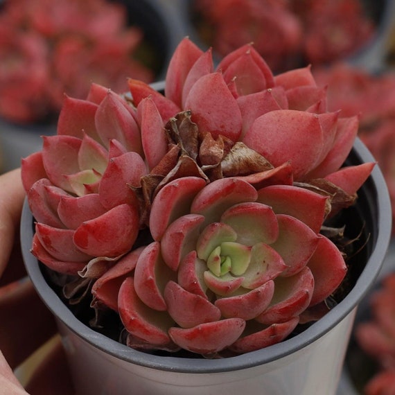 エケベリア ノーブル、多肉植物、多肉植物ギフト - Etsy 日本