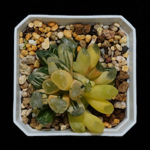 Haworthia Maughanii Om Variegated, Roślina sukulentna, Prezenty sukulentowe