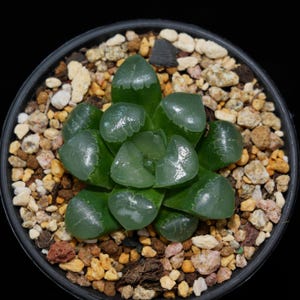 ハオルチア コンプト カイオア、多肉植物、多肉植物ギフト