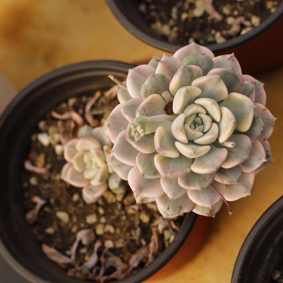 Echeveria Nicksana Variegated,succulent Plant,succulent Gifts - Etsy