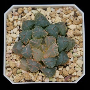 Haworthia Cooperi OH Variegated, Roślina sukulentna, Prezenty sukulentowe