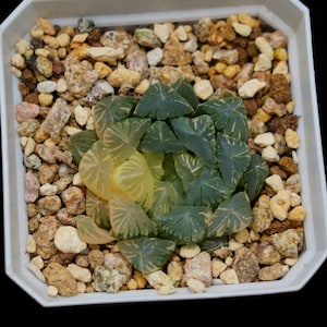 Haworthia Cooperi Tsubaki Variegated, Roślina sukulentna, Prezenty sukulentowe