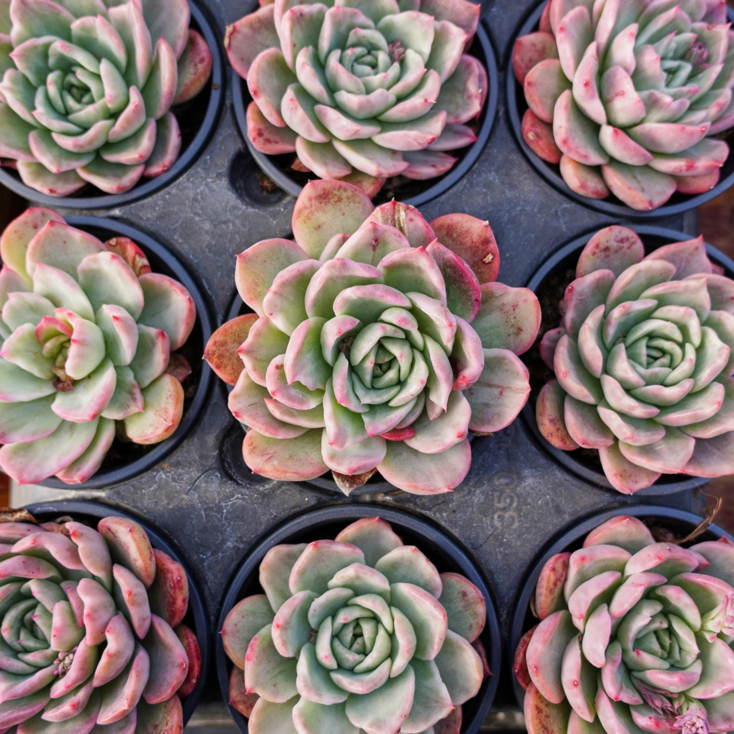 succulent aloe plant Aloe Vera | 4