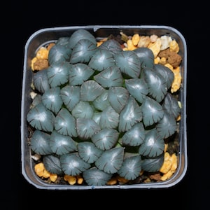 Haworthia Cooperi Ice Lantern, Succulent Plant,Succulent Gifts