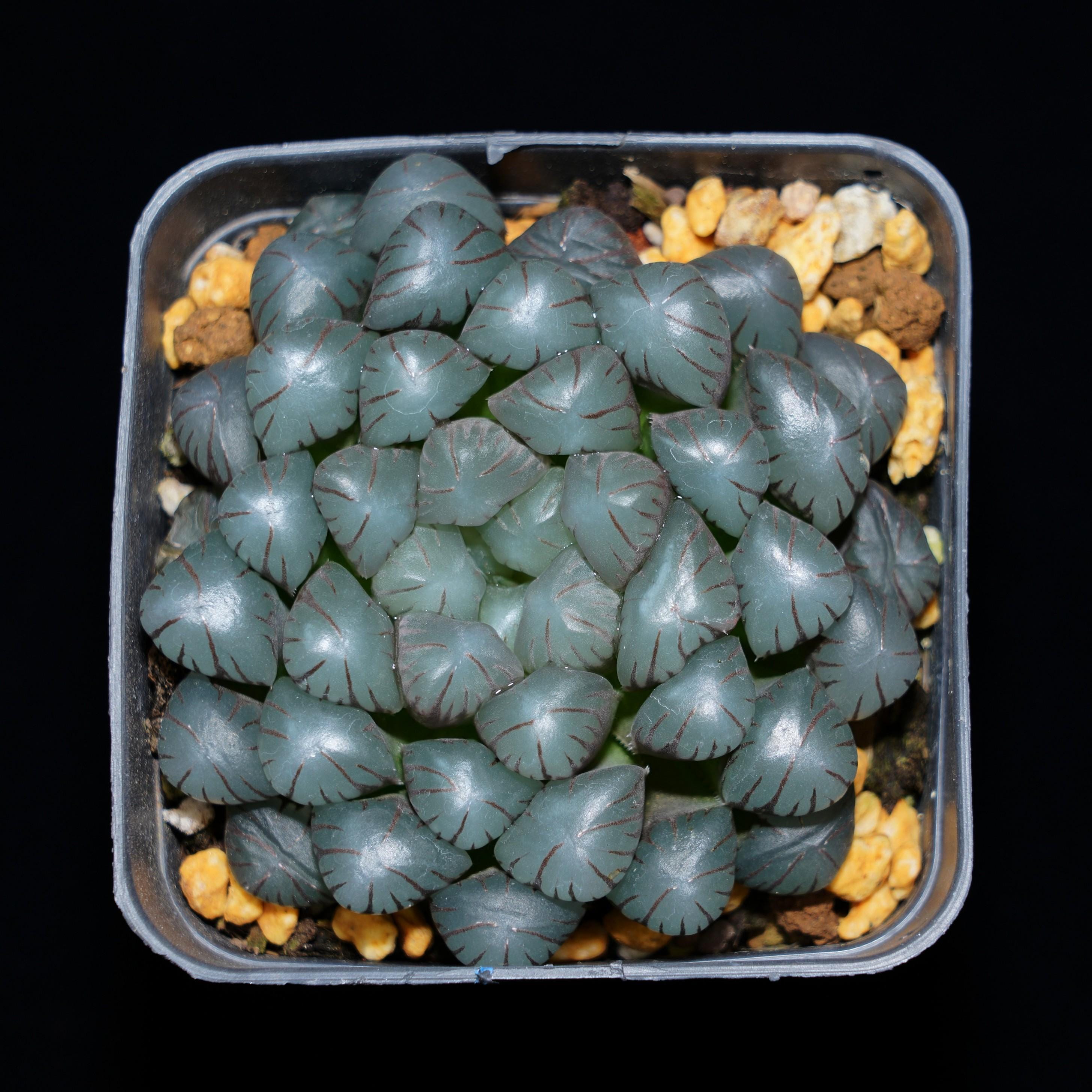 Haworthia Cooperi Ice Lantern, Succulent Plant,Succulent Gifts