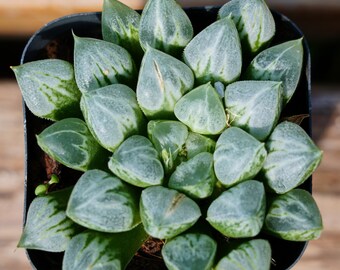 philodendron pastazanum white Philodendron McDowell (Gloriosum x Pastazanum) Hybrid – Tropical Houseplant