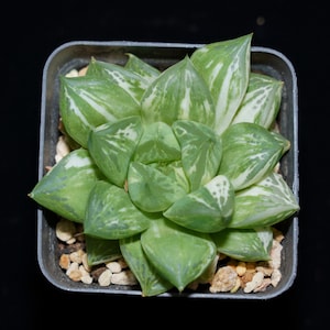 Haworthia Cymbiformis Variegated, Succulent Plant,Succulent Gifts
