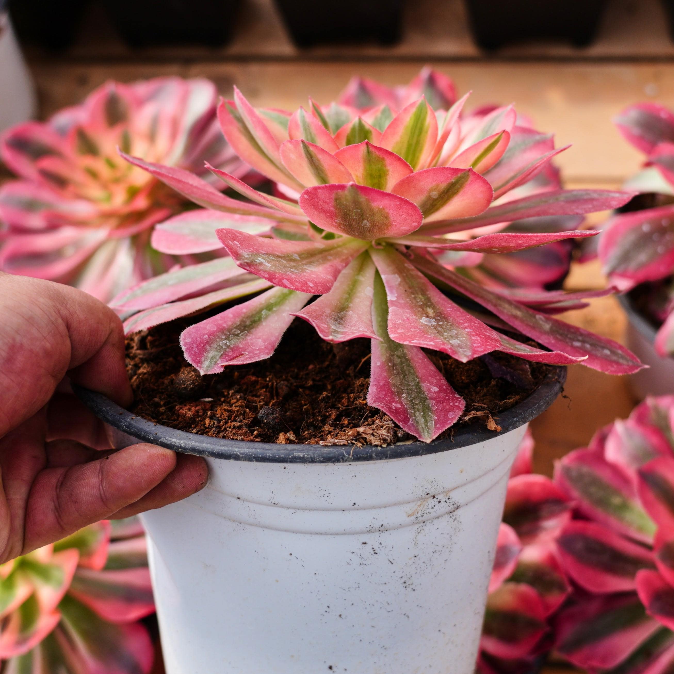 アエオニウム ピンク ウィッチ、多肉植物、多肉植物ギフト - Etsy 日本
