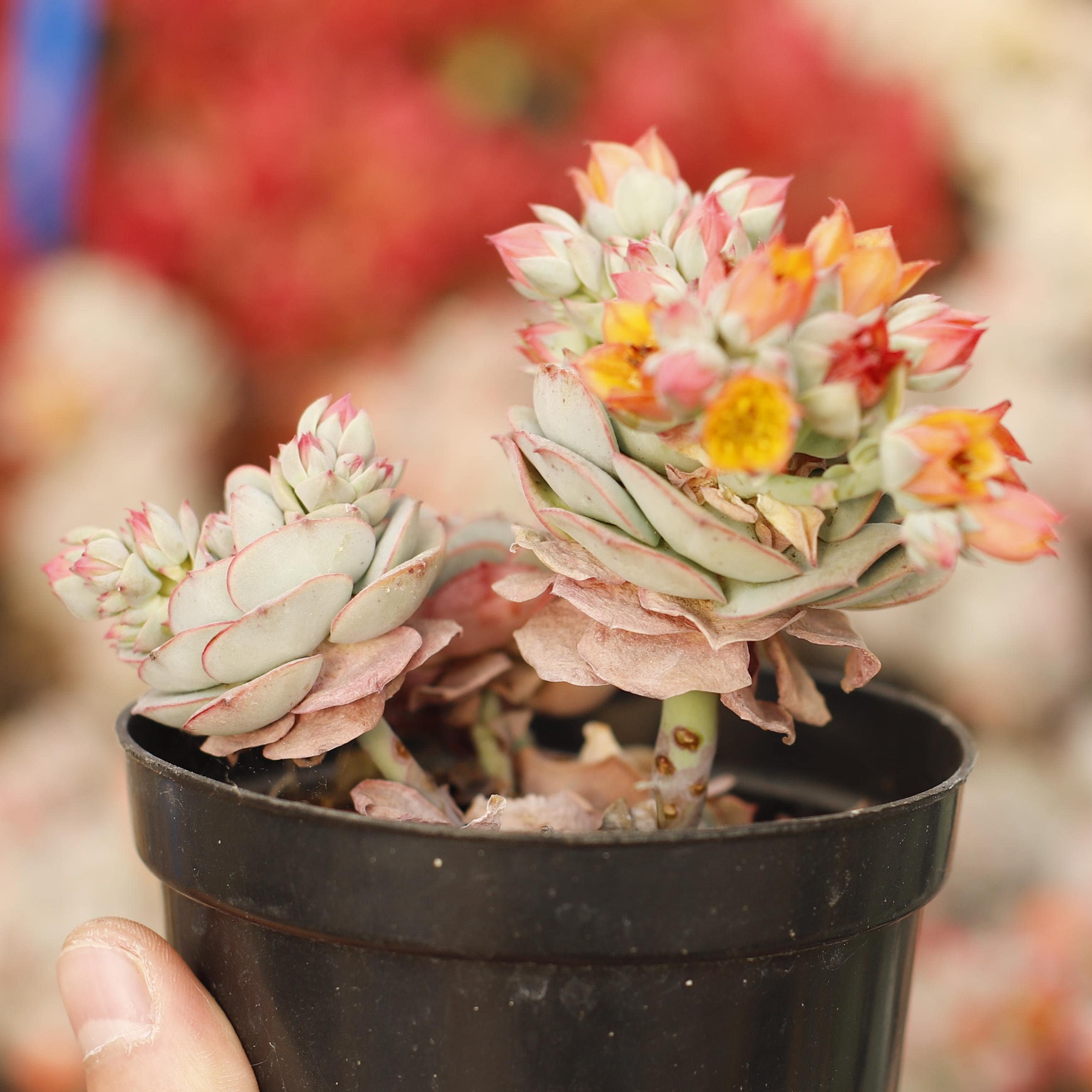 Echeveria Claudia,succulent Plant,succulent Gifts - Etsy