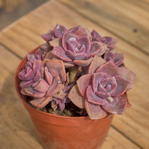 Graptoveria Mme Richards, Plante succulente, Cadeaux succulents