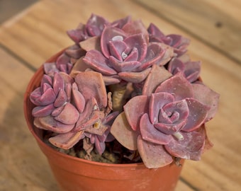 May include: A close-up of a small terracotta pot filled with a cluster of pink succulent plants. The succulents have fleshy, pointed leaves and are arranged in a rosette shape.