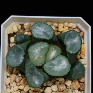 Haworthia Maughanii Big Bang Roślina sukulentowa, Prezenty sukulentowe