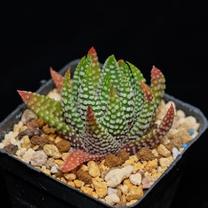 Haworthia Emperor, Roślina sukulentna, Prezenty sukulentne