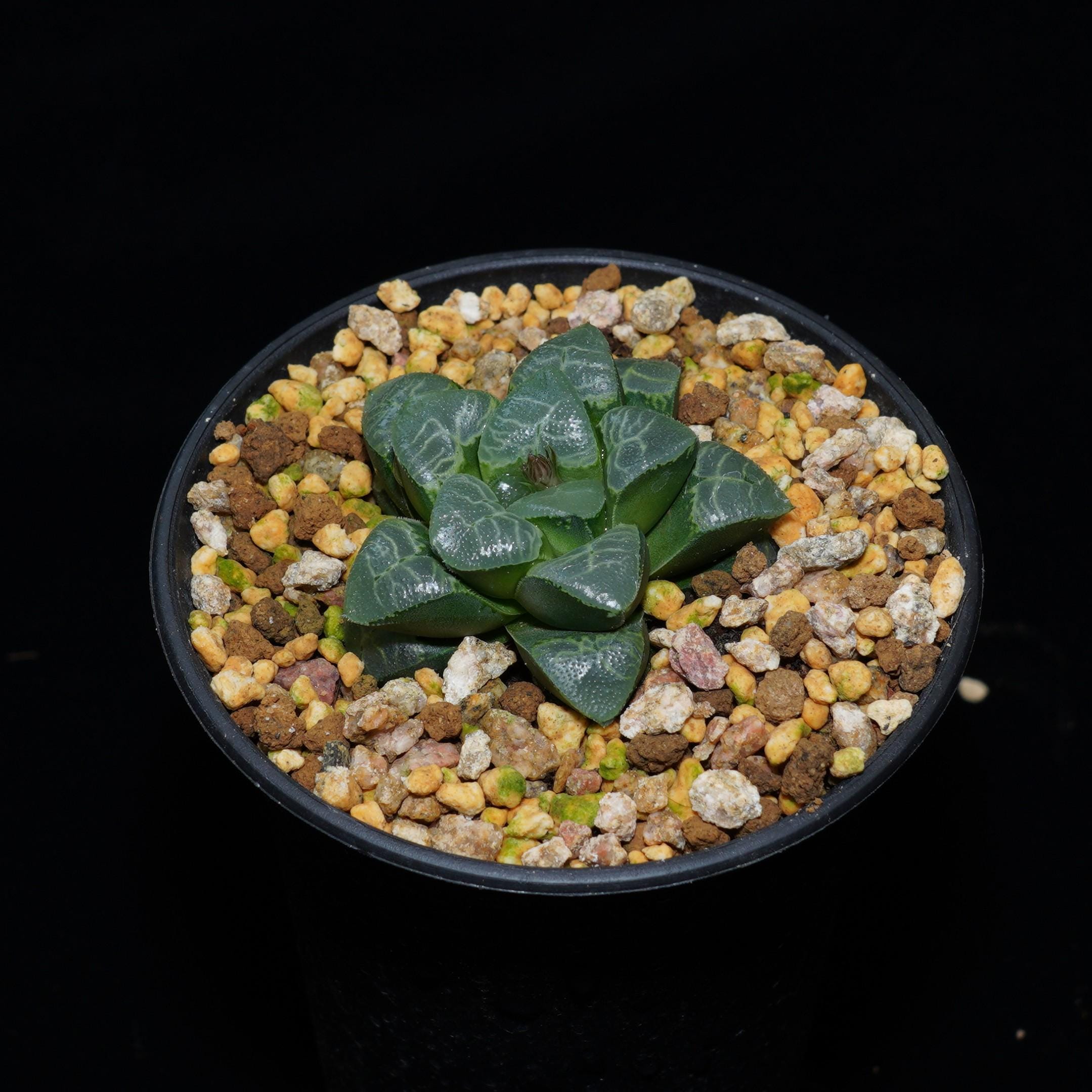 ハオルチア コレクタ 縁起の良い雲、多肉植物、多肉植物ギフト - Etsy 日本