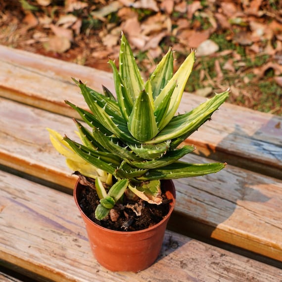 Aloe Mitriformis Variegated,succulent Plant,succulent Gifts - Etsy
