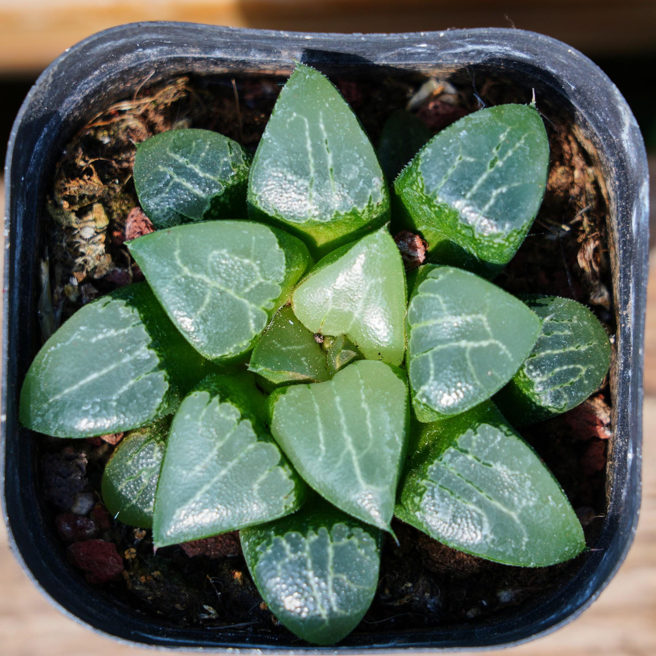 ハオルチア 月影 月影、多肉植物、多肉植物ギフト - Etsy 日本