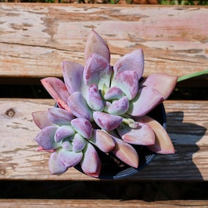 Op de afbeelding: Een close-up van een vetplant in een zwarte pot. De plant heeft dikke, vlezige bladeren in tinten lavendel, roze en groen. De bladeren zijn gerangschikt in een rozetpatroon. De achtergrond is een houten oppervlak.