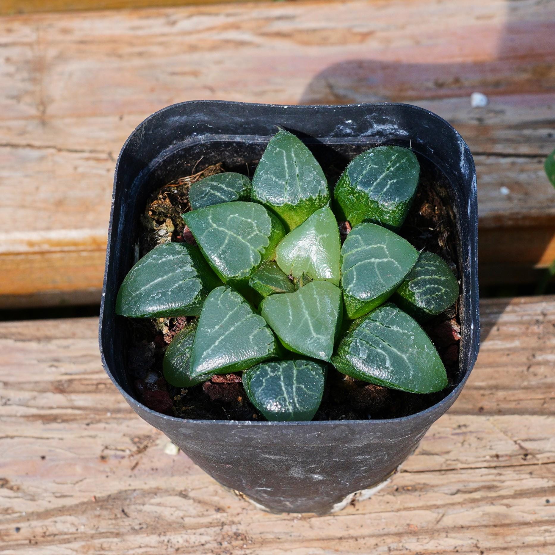 ハオルチア 月影 月影、多肉植物、多肉植物ギフト - Etsy 日本