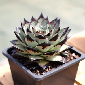 Echeveria Agavoides Ébène, Plante succulente, Cadeaux succulents