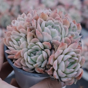 Echeveria Rasberry Ice,Succulent Plant,Succulent Gifts