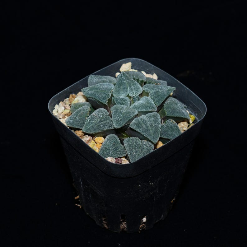 Haworthia Pygmaea Okubo Grind, Succulent Plant,succulent Gifts Etsy