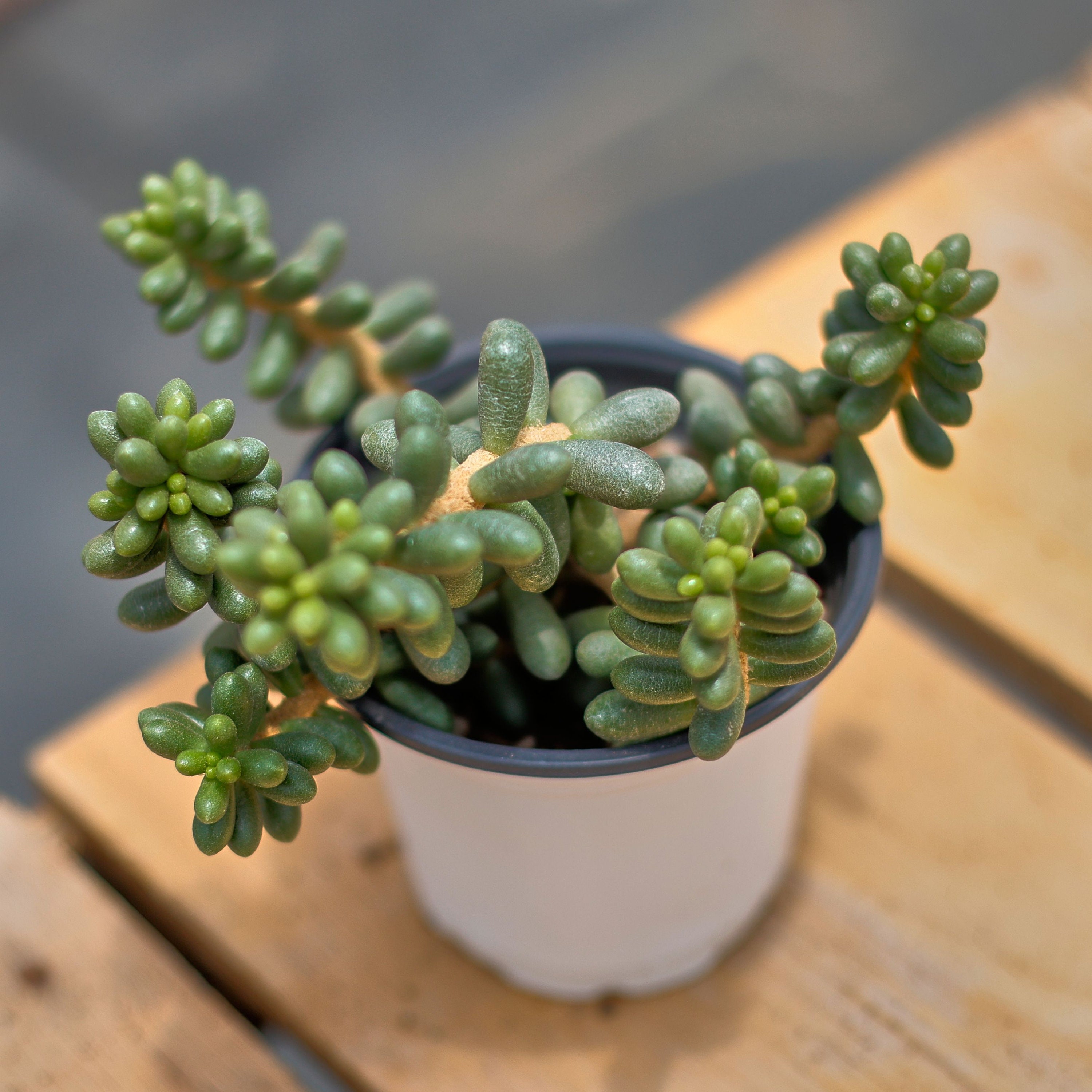 Etrarium/エトラリウム　HAKUGEI Sedum Hernandezii Green Turtle Eggs,succulent Plant,succulent