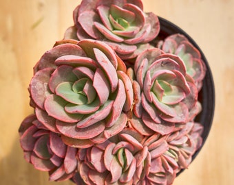 Echeveria Sunyan,Pianta succulenta,Regali succulenti