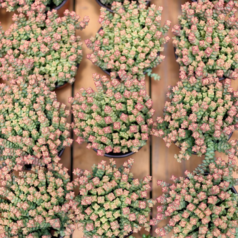 HappyStoreALL Crassula Tom Thumb - Thumbnail 5