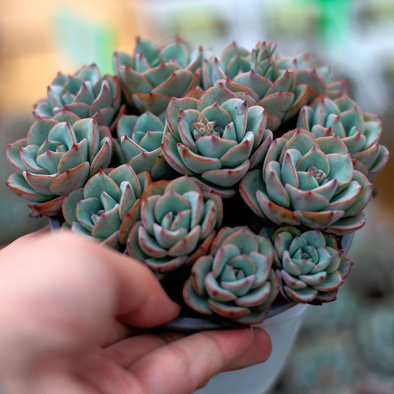 HappyStoreALL Echeveria Atlantis - Thumbnail 4