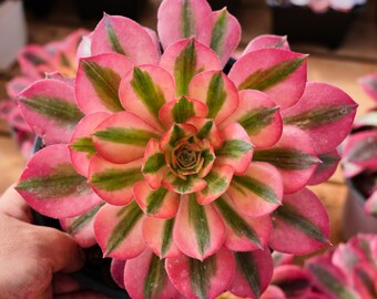 アエオニウム ピンク ウィッチ、多肉植物、多肉植物ギフト - Etsy 日本