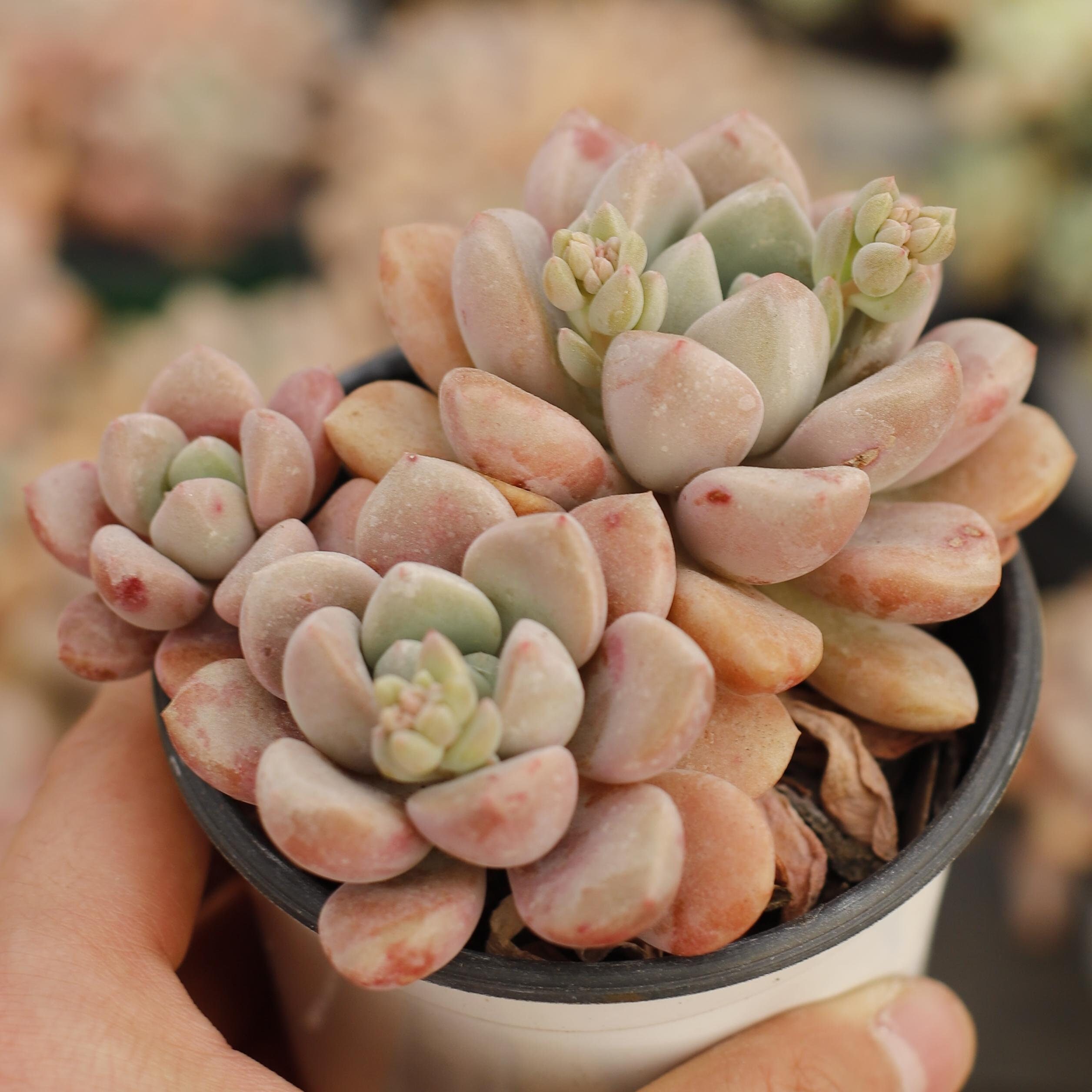Echeveria ”Spotted Deer
