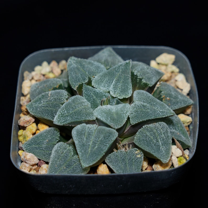 Haworthia Pygmaea Okubo Grind, Succulent Plant,succulent Gifts Etsy
