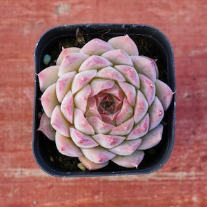Echeveria Queen Sugar,Succulent Plant,Succulent Gifts