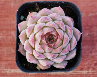 May include: A close-up of a pink and white succulent plant in a black plastic pot. The plant has a rosette shape with many small, pointed leaves.