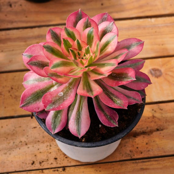 アエオニウム ピンク ウィッチ、多肉植物、多肉植物ギフト - Etsy 日本