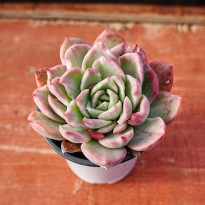 Echeveria Floreana Variegated,Succulent Plant,Succulent Gifts