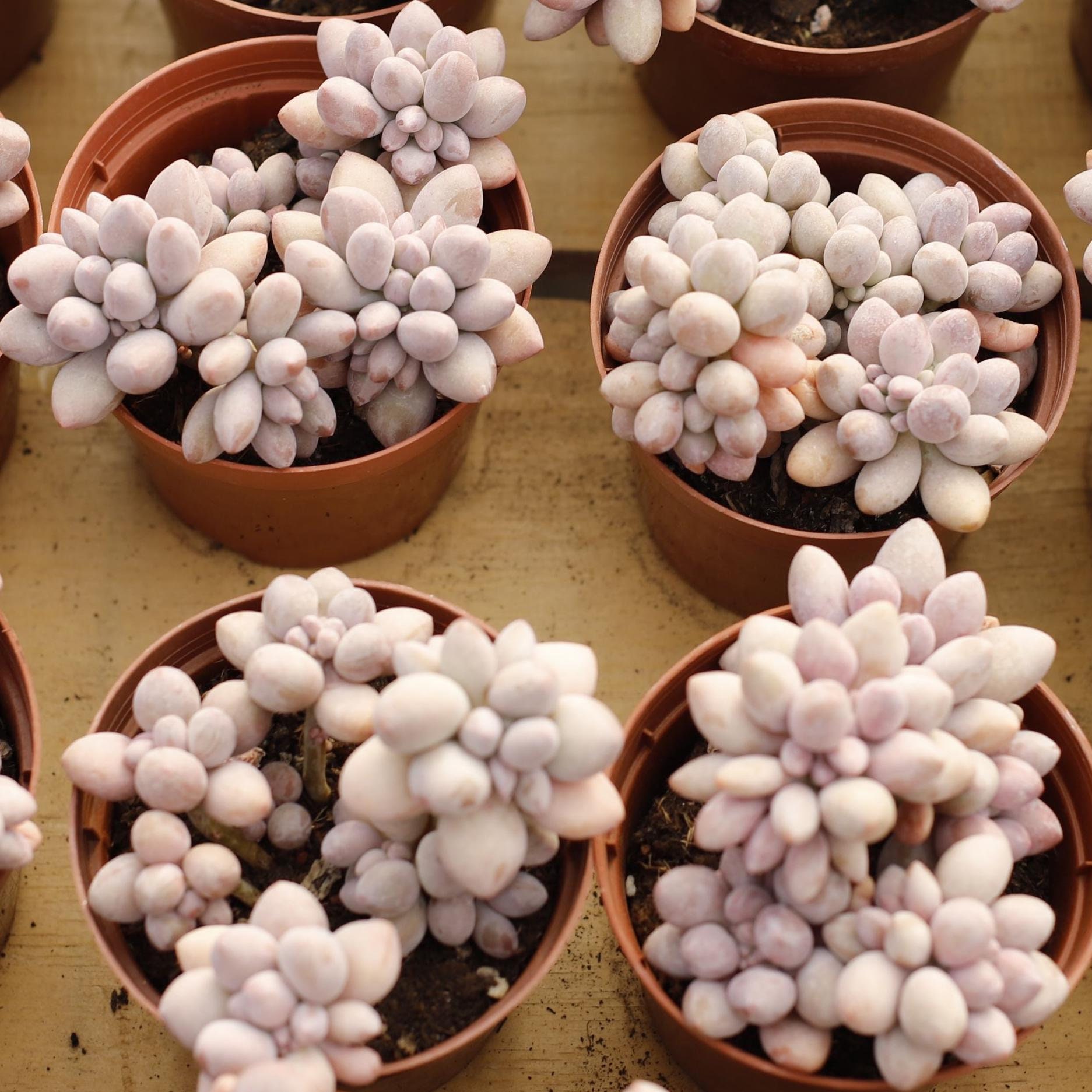 M✧succulent ·͜· ︎︎ᕷ Echeveria Pink Lovers,succulent Plant,succulent Gifts - Etsy