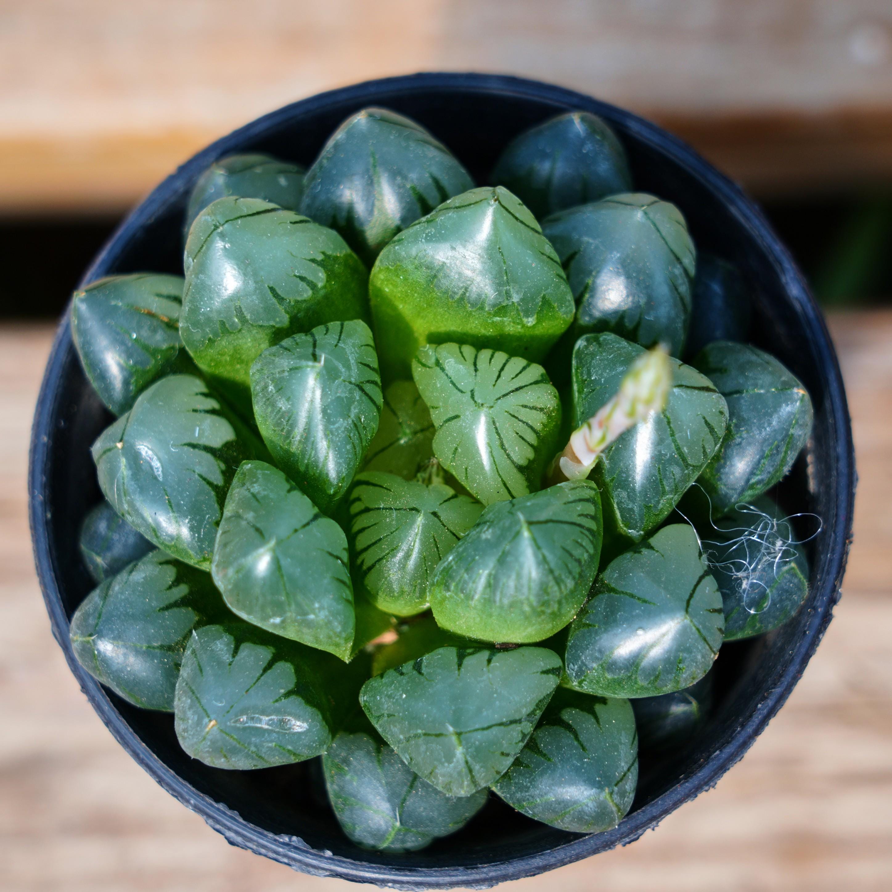 Haworthia Obtusa Crystal, Succulent Plant,succulent Gifts - Etsy