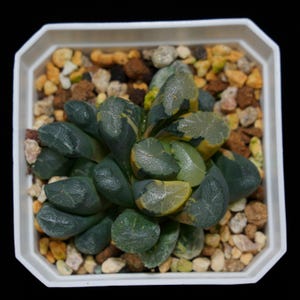 Haworthia Maughanii Qing Variegated, Roślina sukulentna, Prezenty sukulentowe