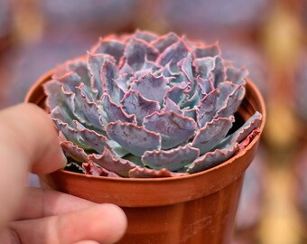 エケベリア シャビアナ トリュフ、多肉植物、多肉植物ギフト - Etsy 日本