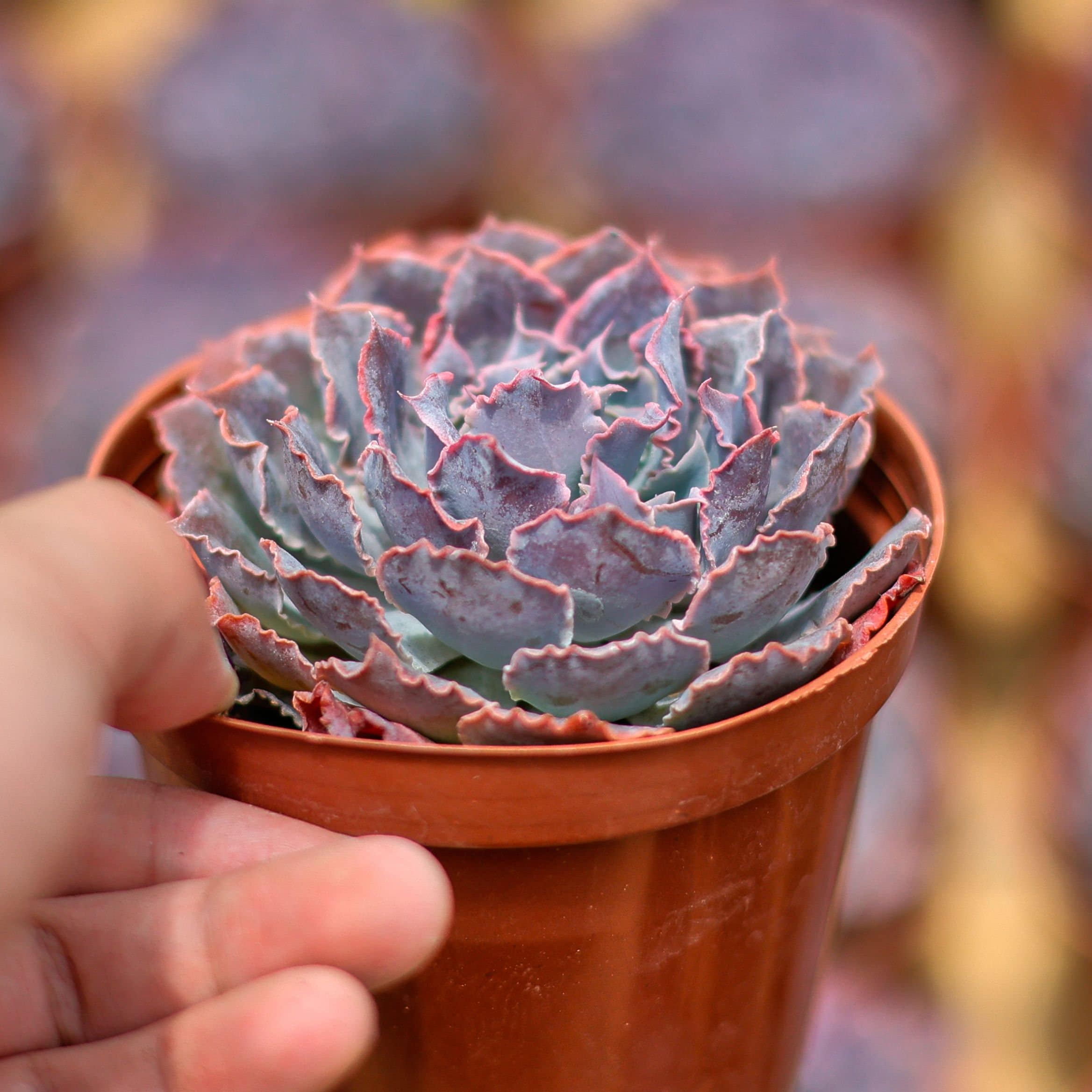 エケベリア シャビアナ トリュフ、多肉植物、多肉植物ギフト - Etsy 日本