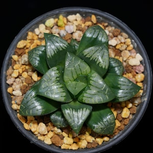 ハオルチア コンプトニアナ ペイントスキン、多肉植物、多肉植物ギフト