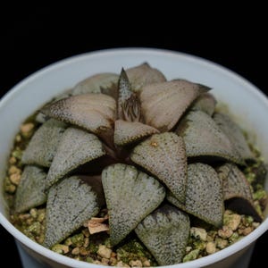 Haworthia Picta Wine Glass Variegated, Succulent Plant,Succulent Gifts