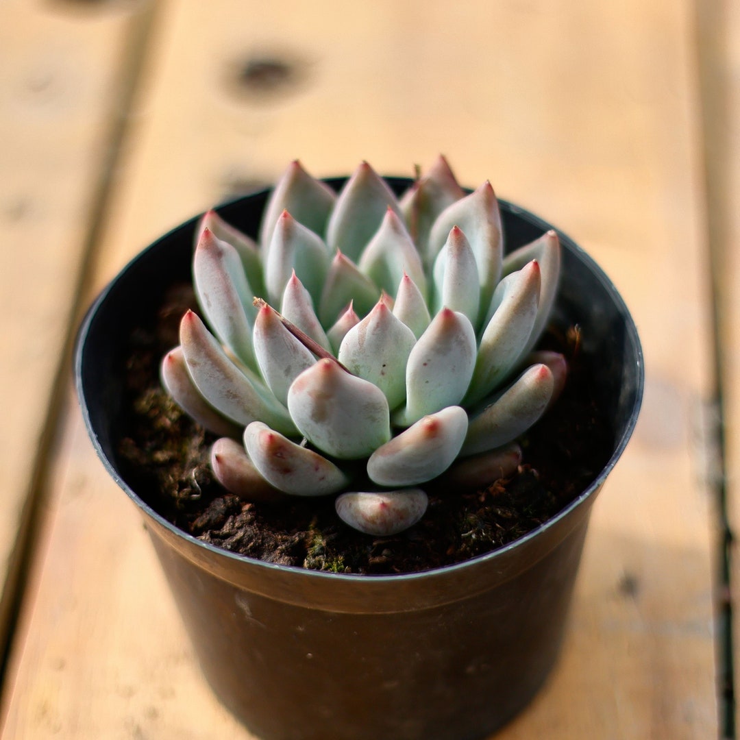 エケベリア ウェディング リング、多肉植物、多肉植物ギフト - Etsy 日本